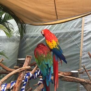 Meet your Posher, Blake